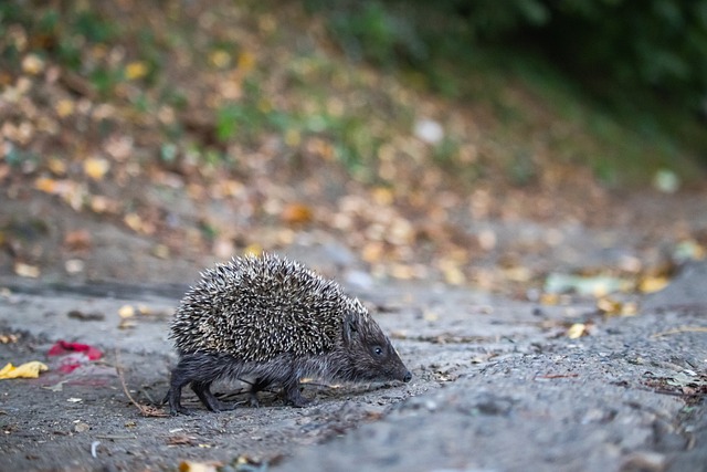 这个打破纪 这个打破纪